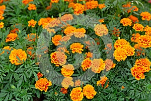 Beautiful yellow marigold flower background at flowers market