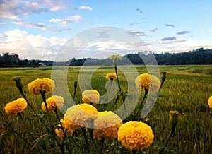 Beautiful yellow marigold flower bloom in rice field under blue sky.