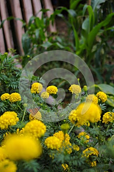 Beautiful yellow marigold flowers with green leaves are blooming in the garden.