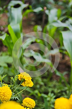 Beautiful yellow marigold flowers with green leaves are blooming in the garden.