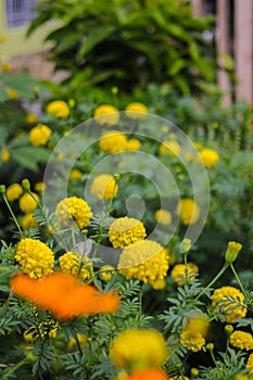 Beautiful yellow marigold flowers with green leaves are blooming in the garden.