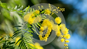 Beautiful Yellow mimosa flowers in spring garden. Yellow flowering mimosa tree. Close up