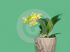 Beautiful yellow mini orchid in a pot on a light green background. Tropical flower, branch of orchid close up. Orange orchid