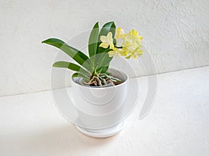 Beautiful yellow mini orchid in a pot on a white background. Tropical flower, branch of orchid close up. Orange orchid background
