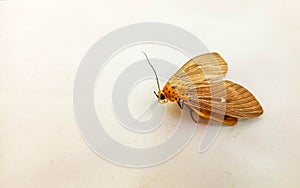 Beautiful yellow moth on a white background. Small Fig Moth, Asota caricae, Neochera inops