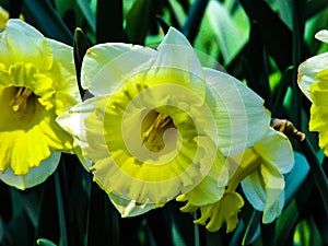 Beautiful yellow narcis in sunny day on grassy background