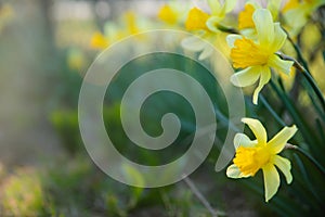 Beautiful yellow narcissus flower with fresh green leaves in bright loght with dark background