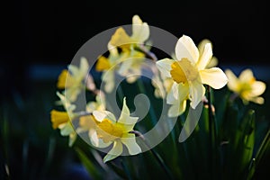 Beautiful yellow narcissus flower with fresh green leaves in bright loght with dark background
