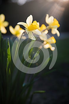 Beautiful yellow narcissus flower with fresh green leaves in bright loght with dark background