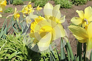 A beautiful yellow narcissus on a spring flower bed. The first flowers on a bright sunny day