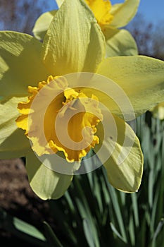 A beautiful yellow narcissus on a spring flower bed. The first flowers on a bright sunny day