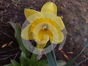 A beautiful yellow narcissus on a spring flower bed. The first flowers on a bright sunny day