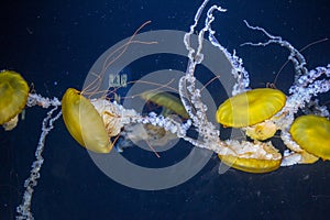 Beautiful yellow nettle pacific jellyfish in Aquarium