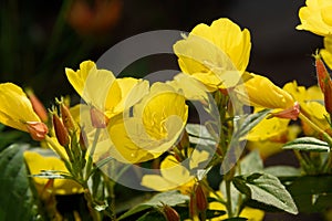 Beautiful Yellow Oenothera flowers