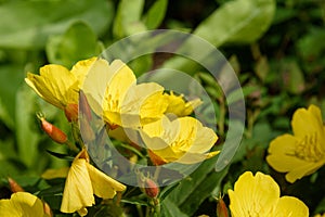 Beautiful Yellow Oenothera flowers