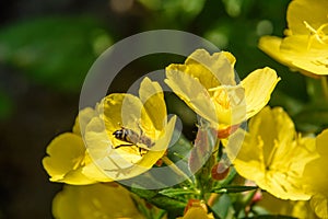 Beautiful Yellow Oenothera flowers