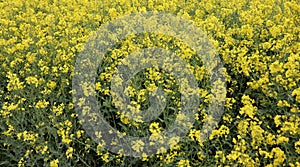 Beautiful yellow oil seed rape, Brassica napus flowers. Golden blossoming field in sunny day. Rural landscape. Farming