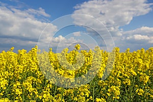 Beautiful yellow oil seed rape flowers in the field