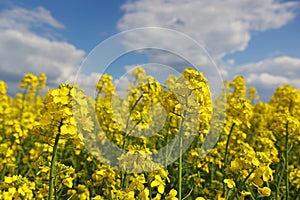 Beautiful yellow oil seed rape flowers in the field