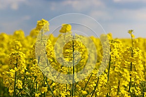 Beautiful yellow oil seed rape flowers in the field