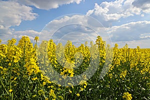 Beautiful yellow oil seed rape flowers in the field