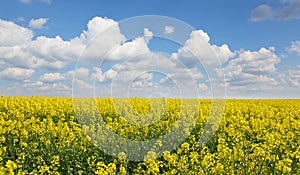 Beautiful yellow oil seed rape flowers in the field