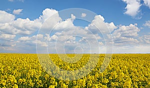 Beautiful yellow oil seed rape flowers in the field