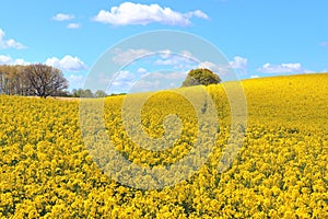 Beautiful yellow oilseed rape field with a sunny blue sky in summer found in northern germany