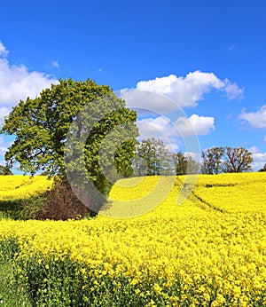 Beautiful yellow oilseed rape field with a sunny blue sky in summer found in northern germany