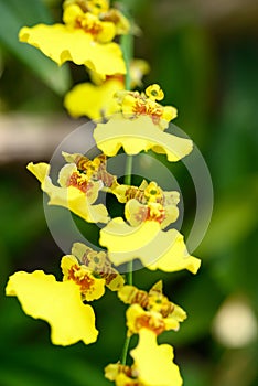 Beautiful yellow Oncidium orchid flower