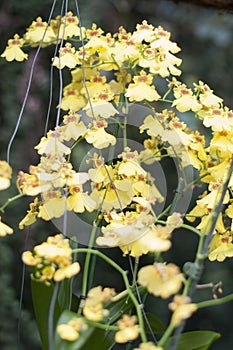 beautiful yellow oncidium orchid flowers , on a garden background