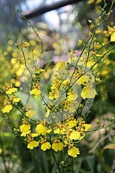 Beautiful yellow oncidium orchid flowers with green leaves in the garden