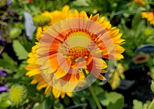 Beautiful yellow and orange Blanket Flower 'Arizona Apricot