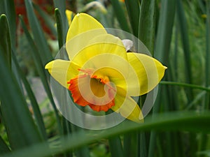 Beautiful yellow-orange botanical nartsys close-up on a green background
