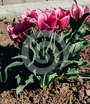 Beautiful yellow and orange closed tulips in the spring sunny park or in the field