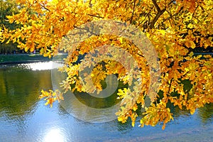 Beautiful yellow-orange oak leaves hang over the water in the autumn park