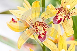 Beautiful yellow orange orchids, Dendrobium.