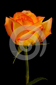 Beautiful yellow orange rose isolated on black