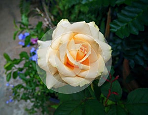 Beautiful yellow-orange rose with purple flowers in the background.