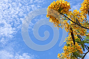 Beautiful yellow and orange tree branch bouquet delonix flower and long pods on tree in botany garden. Group of floral blooming