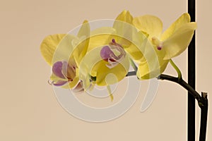 Beautiful yellow orchid flower with pink in the middle