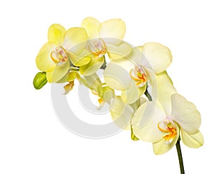 Beautiful yellow orchid flower on white