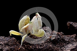 Beautiful Yellow Orchid mantis on wood with isolated backgroun