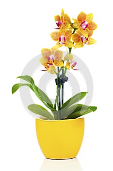 Beautiful yellow orchid in pot