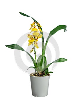 Beautiful yellow orchid in pot