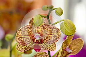 Beautiful yellow orchid with red lines and with suckers