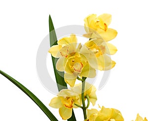 Beautiful yellow orchid on the white background.