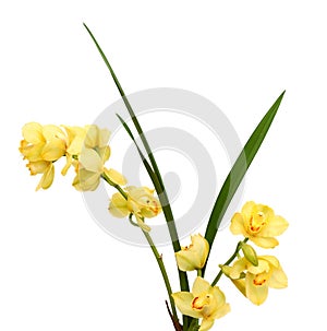 Beautiful yellow orchid on the white background.