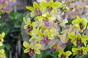 Beautiful yellow orchids background