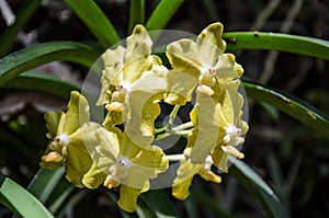 Beautiful yellow orchids Close up